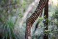 Bark - PhotoDune Item for Sale