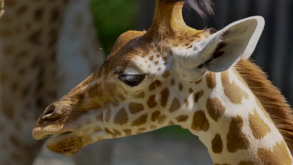 Macro close up shot of cute giraffe chewing outdoors during sunny day,slowmotion