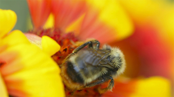 Bumblebee At Work