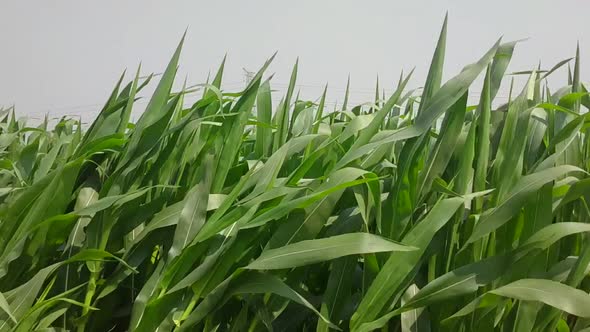 Corn Seedlings Sway In The Wind