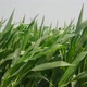 Corn Seedlings Sway In The Wind - VideoHive Item for Sale