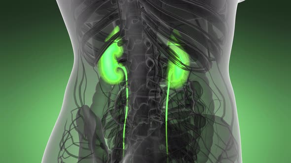 Anatomy Scan of Human Kidneys
