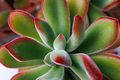 Echeveria Pulvinata, succulent plant - PhotoDune Item for Sale