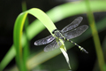 Dragonfly insect on a leaf - PhotoDune Item for Sale