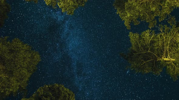 The Milky Way Galaxy Moving Through Trees