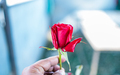 Red Rose flower  - PhotoDune Item for Sale