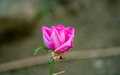 Pink Rose flower - PhotoDune Item for Sale