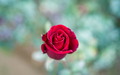 Red Rose flower  - PhotoDune Item for Sale