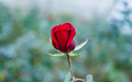 Red Rose flower  - PhotoDune Item for Sale