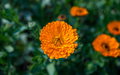 colorful flower  - PhotoDune Item for Sale