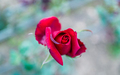 Red Rose flower  - PhotoDune Item for Sale