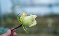 Rose flowe - PhotoDune Item for Sale