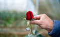 Red Rose flower  - PhotoDune Item for Sale
