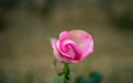 Pink Rose flower - PhotoDune Item for Sale