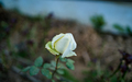 Rose flowe - PhotoDune Item for Sale