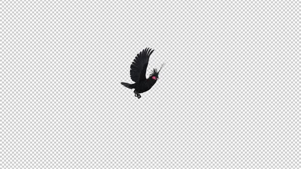 Black Parrot - Palm Cockatoo - Flying Transition - I - Alpha Channel