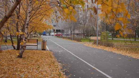 City Park with Empty Road and Fallen Yellow Leaves in Autumn