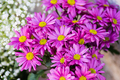 colorful flower bouquet. - PhotoDune Item for Sale