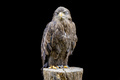 Bird of Prey Portrait on Black Background - PhotoDune Item for Sale