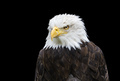 American Bald Eagle on Black Background - PhotoDune Item for Sale