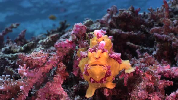 Yellow warty Frogfish (Antennarius maculatus) on coral reef with ocean surface in background