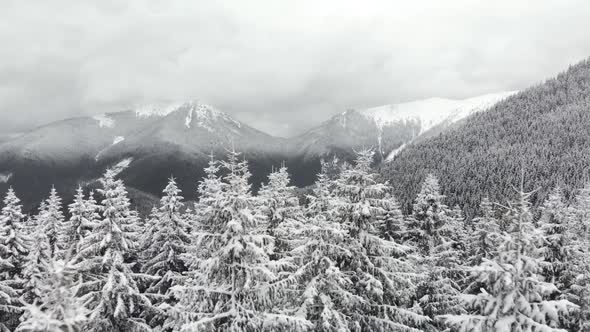 Flying Close Over White Snow Covered Pine Trees Towards the Summit