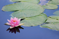 Pink water lily lotus flower on a pond - PhotoDune Item for Sale