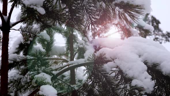 Trees are All Covered in Snow in the Winter Forest