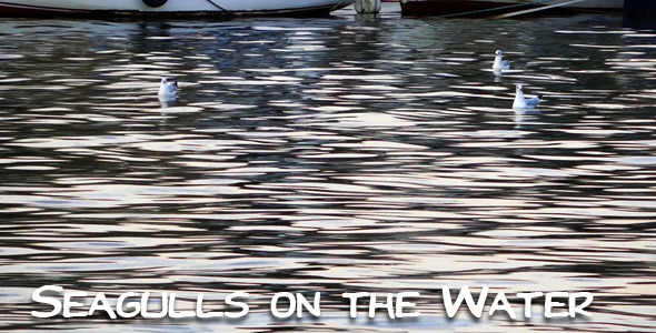 Seagulls on the Water alt