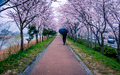 Blossom Cherry - PhotoDune Item for Sale