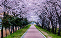 Blossom Cherry - PhotoDune Item for Sale