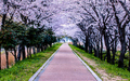 Blossom CherryBlossom Cherry - PhotoDune Item for Sale
