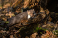 Beech marten or Martes foina also known as stone marten or white-breasted marten - PhotoDune Item for Sale