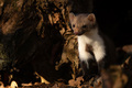 Beech marten or Martes foina also known as stone marten or white-breasted marten - PhotoDune Item for Sale
