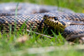 Close-up of blotched snake or Elaphe sauromates showing its tongue - PhotoDune Item for Sale