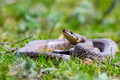 Close-up of blotched snake or Elaphe sauromates showing its tongue - PhotoDune Item for Sale