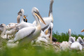 Dalmatian pelican or Pelecanus crispus on their nest colony - PhotoDune Item for Sale