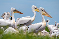 Dalmatian pelican or Pelecanus crispus on their nest colony - PhotoDune Item for Sale