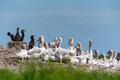 Dalmatian pelican and great cormorant nest colony - PhotoDune Item for Sale