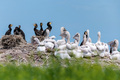 Dalmatian pelican and great cormorant nest colony - PhotoDune Item for Sale