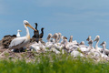 Dalmatian pelican and great cormorant nest colony - PhotoDune Item for Sale