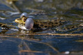 Marsh frog or Pelophylax ridibundus croaks in water. Mating behaviour - PhotoDune Item for Sale