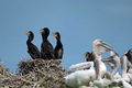 Great cormorant or Phalacrocorax carbo. Breeding colony - PhotoDune Item for Sale