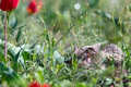Long-eared hedgehog or Hemiechinus auritus at its habitat - PhotoDune Item for Sale
