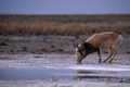Saiga antelope or Saiga tatarica drinks in steppe near waterhole in winter - PhotoDune Item for Sale