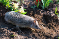 Long-eared hedgehog or Hemiechinus auritus at its habitat - PhotoDune Item for Sale