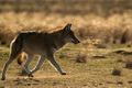 Eurasian wolf or Canis lupus lupus walks in steppe - PhotoDune Item for Sale