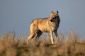 Eurasian wolf or Canis lupus lupus walks in steppe - PhotoDune Item for Sale
