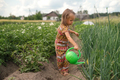 Kid with plastic watering can is watering dried onion stalks in kitchen garden - PhotoDune Item for Sale