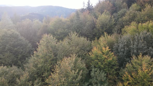 Trees in the Mountains Slow Motion. Aerial View of the Carpathian Mountains in Autumn. Ukraine